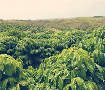 Nese li káva oznaení plantání, znamená to e, vyrostla na pesn definovaném míst daného regionu. 
Samostatná plantá, je zempisn definovaný pstební prostor se specifickými podmínkami, jedná li se o plantá kávy výbrové. Plantá ale všeobecn pedstavuje pstební plochu urité monokultury plodin a tak i u kávy je moné, napíklad v jiní Americe, narazit na kávové plantáe o rozloze nkolika stovek hektar.