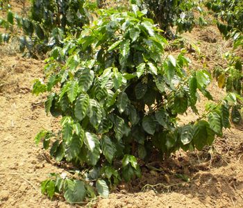 Pvodn bujn ijící strom i ke pochází z Afriky, pesnji z Etiopie. 
Dnes je kultivovaný do kávových plantáí. adíme jej mezi ovoce a i jeho plody ovoce pipomínají - konkrétn tešn, svým vzhledem i barvou. V kadém plodu se nachází dv zelená kávová zrnka. Rostliny se doívají vku a ticeti let, nejplodnjší jsou však zhruba po pti letech, kdy dávají a 2,5 kilogramu zelené kávy.